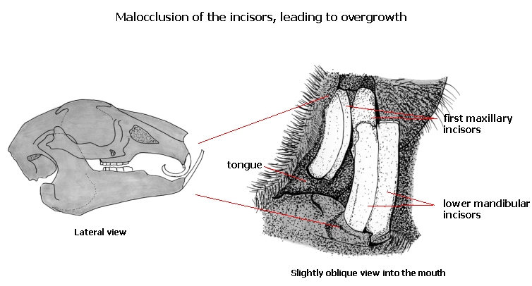 Какую особенность имеют резцы у грызунов. Малокклюзия резцов у кролика.