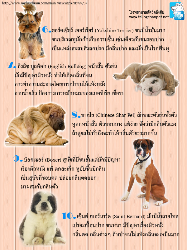 เนื้องอก ใน สุนัข pantip