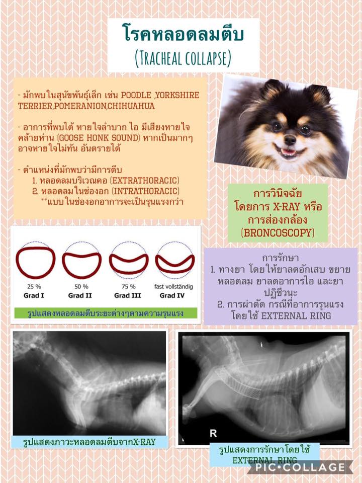 หลอดลม ตีบ สุนัข การ์ตูน